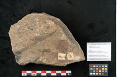 Foto (Objekt + Etikett) von Lepidodendron aculeatum St. (NHMW-GEO-2024-0188-11019)